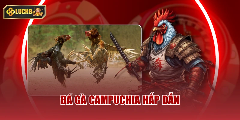 Đá gà Campuchia hấp dẫn