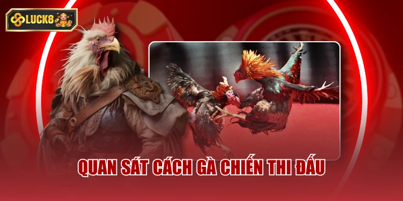 Quan sát cách gà chiến thi đấu